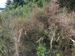 Coprosma propinqua propinqua