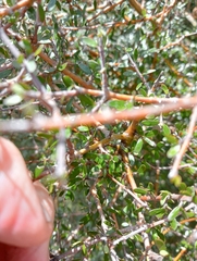 Coprosma propinqua propinqua