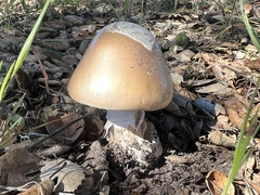 Amanita velosa