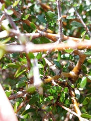 Coprosma propinqua propinqua