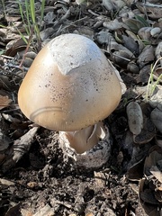 Amanita velosa