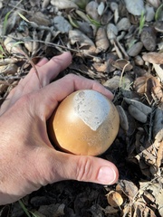 Amanita velosa