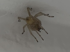 Araneae
