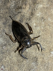 Lethocerus