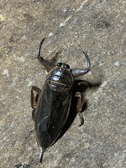 Lethocerus
