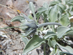 Enceliopsis nudicaulis