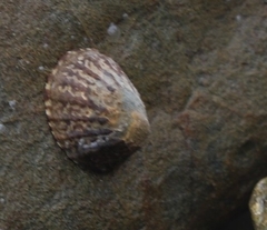 Cellana denticulata