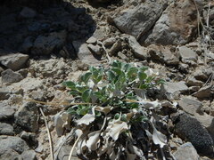 Enceliopsis nudicaulis