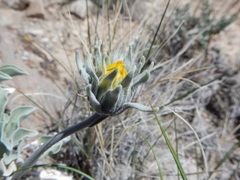 Enceliopsis nudicaulis