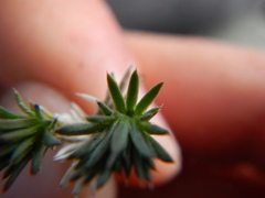 Linanthus caespitosus