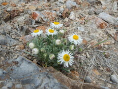 Erigeron pumilus