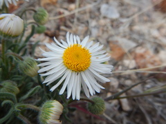 Erigeron pumilus