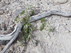 Linanthus caespitosus