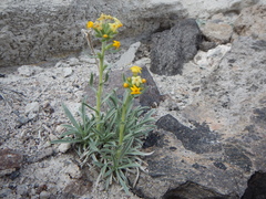 Oreocarya confertiflora
