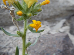 Oreocarya confertiflora