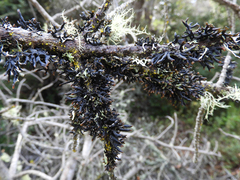 Hypogymnia lophyrea