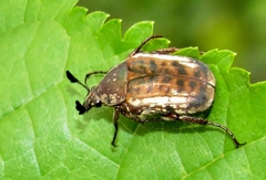 Elaphinis delagoensis