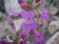 Penstemon confusus