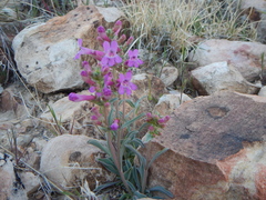 Penstemon confusus