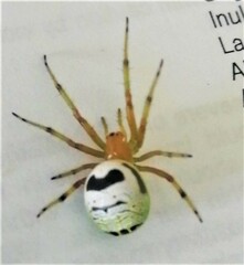 Bijoaraneus legonensis