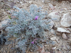 Astragalus purshii