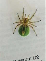 Bijoaraneus legonensis