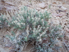 Neokochia americana