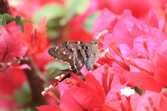 Eudamini