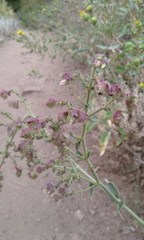 Mirabilis hirsuta