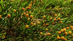 Microcachrys tetragona