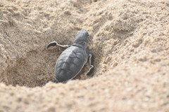 Chelonia mydas