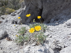 Enceliopsis nudicaulis