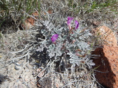Astragalus newberryi