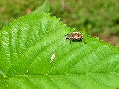 Elaphinis delagoensis