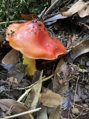 Hygrocybe laetissima