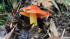 Hygrocybe laetissima