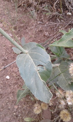 Mirabilis hirsuta