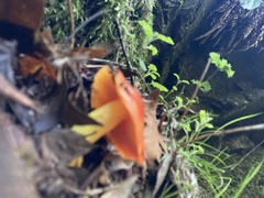 Hygrocybe laetissima