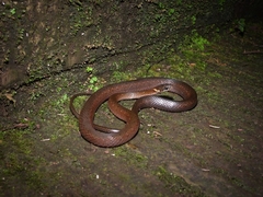 Hebius