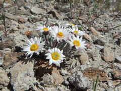 Townsendia florifera