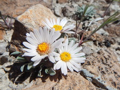 Townsendia florifera