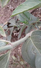 Mirabilis hirsuta