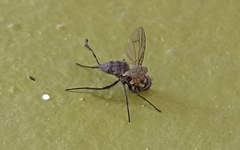 Diptera