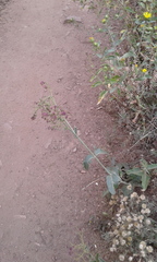 Mirabilis hirsuta