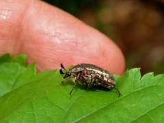 Elaphinis delagoensis