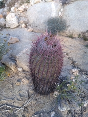 Ferocactus peninsulae