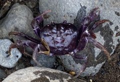 Johngarthia weileri