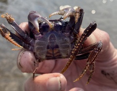 Johngarthia weileri