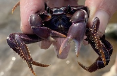 Johngarthia weileri