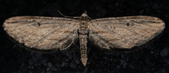 Eupithecia acutipennis